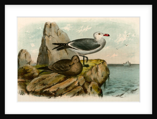 The White-headed Gull, Larus heermanni by George Suckley