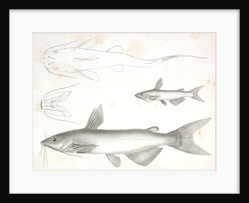 1-3. Pimelodus olivaceus, Olive Colored Cat Fish; 4-6. Pimelodus catulus, Kitten Fish by George Suckley