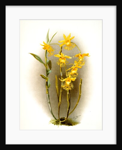 Dendrobium brymerianum by F. Sander