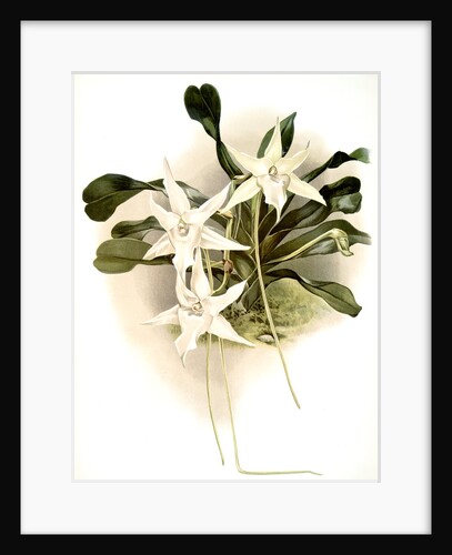 Aeranthus sesquipedalis by F. Sander