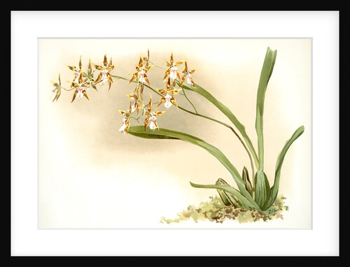 Odontoglossum sanderianum by F. Sander