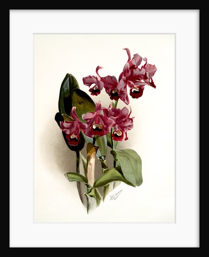 Cattleya Bowringiana by F. Sander