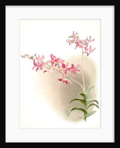 Dendrobium superbum by F. Sander