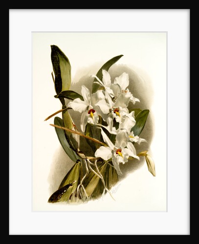 Laelia anceps schröderiana by F. Sander