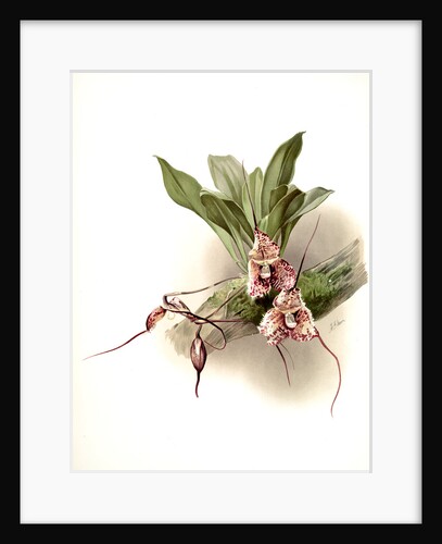 Masdevallia backhousiana by F. Sander