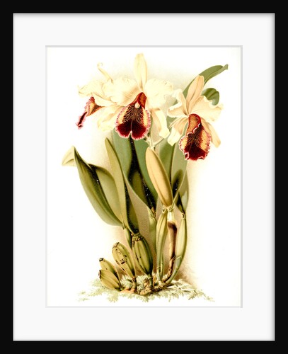 Cattleya dowiana aurea by F. Sander