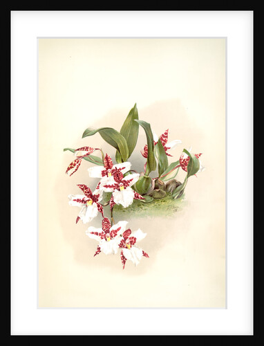 Odontoglossum rossii by F. Sander