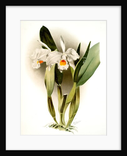 Cattleya eldorado crocata by F. Sander