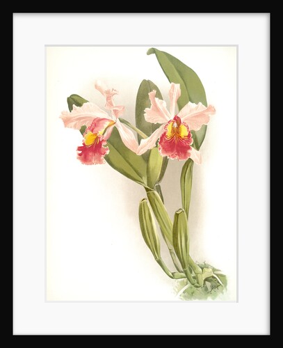 Cattleya warscewiczii by F. Sander