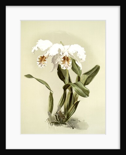 Cattleya mossiae var reineckiana by F. Sander