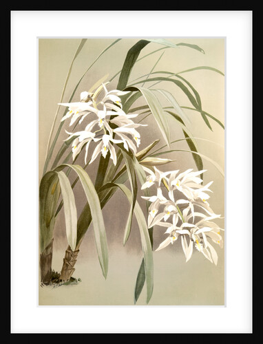 Cymbidium mastersi by F. Sander