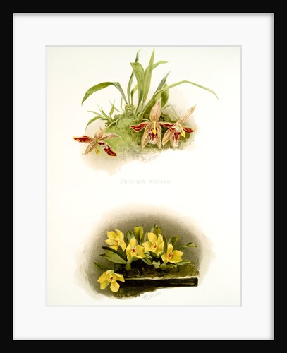 Paphinia rugosa; Zygopetalum xanthinum by F. Sander