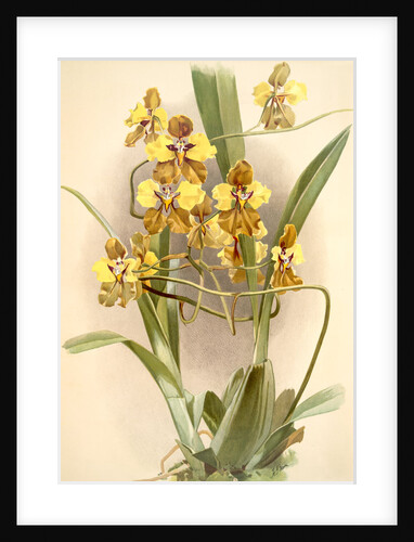 Oncidium macranthum by F. Sander