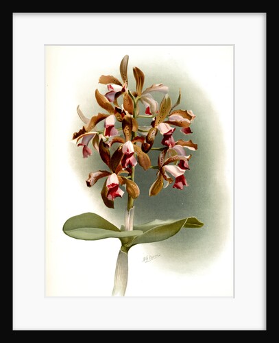 Cattleya guttata leopoldi by F. Sander