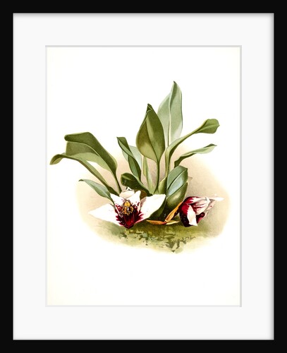 Maxillaria sanderiana by F. Sander