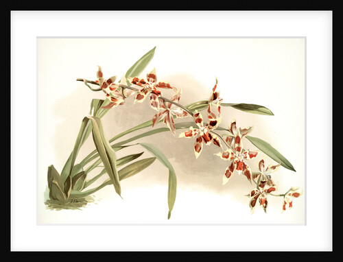 Odontoglossum coradinei by F. Sander