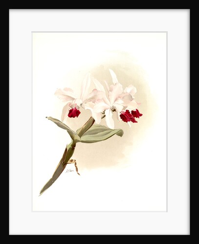 Laelia hybrida behrensiana by F. Sander