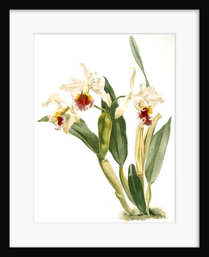 Cattleya rex by F. Sander