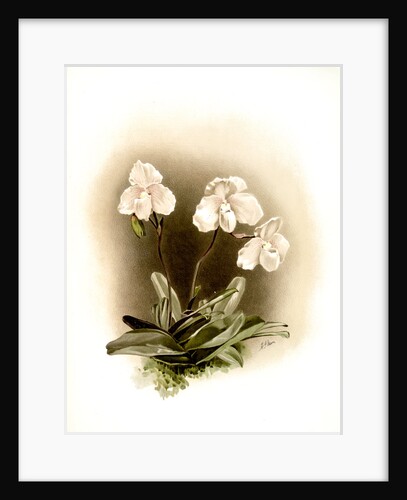 Cypripedium niveum by F. Sander