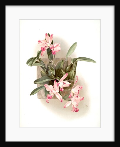 Laelia autumnalis xanthotropis by F. Sander