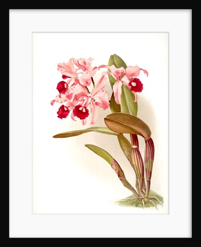 Cattleya lawrenceana by F. Sander