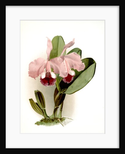 Cattleya labiata warneri by F. Sander