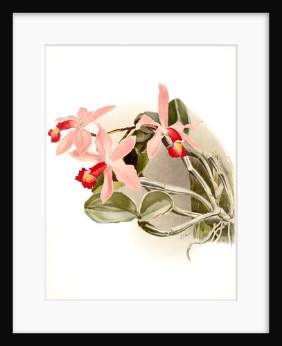 Cattleya superba splendens by F. Sander