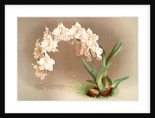 Odontoglossum crispum by F. Sander