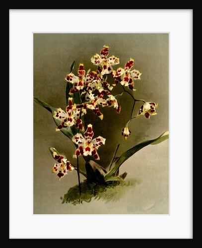 Odontoglossum wilckeanum var rothschildianum by F. Sander