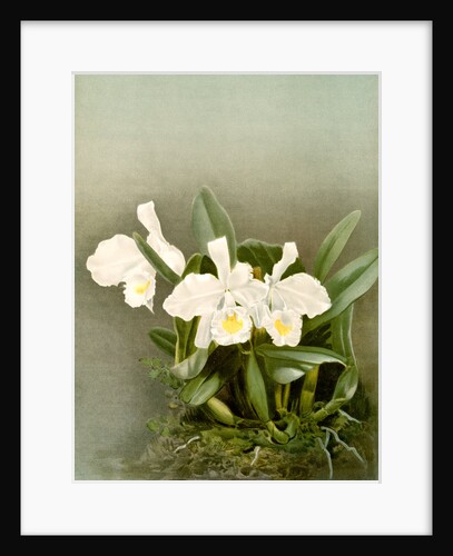 Cattleya trianae alba by F. Sander