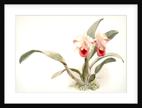 Cattleya labiata trianaei by F. Sander