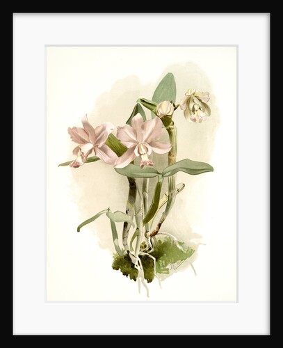 Cattleya o'brieniana by F. Sander