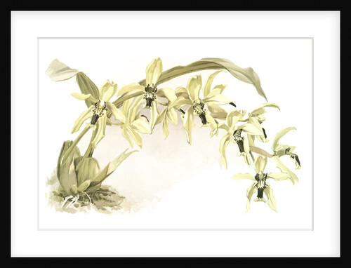 Coelogyne pandurata by F. Sander