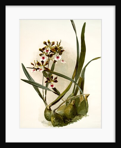 Epidendrum atro-purpureum var randianum by F. Sander