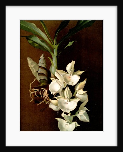 Catasetum bungerothii by F. Sander