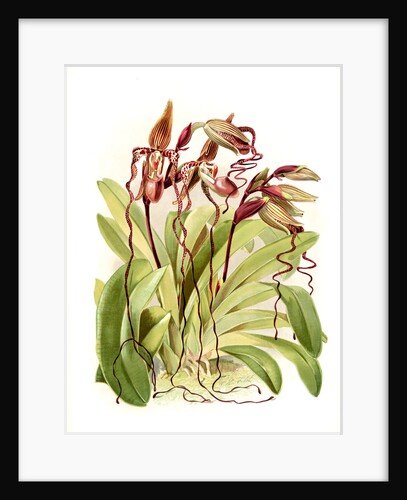 Cypripedium sanderianum by F. Sander