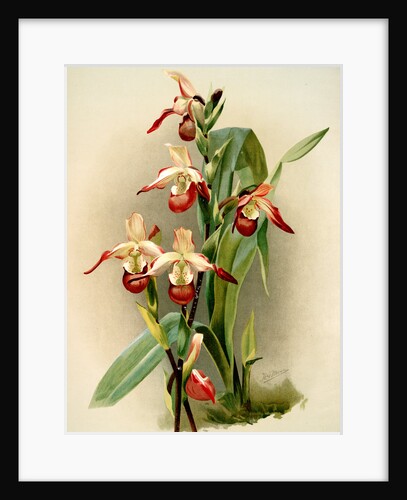 Cypripedium lemoinierianum by F. Sander