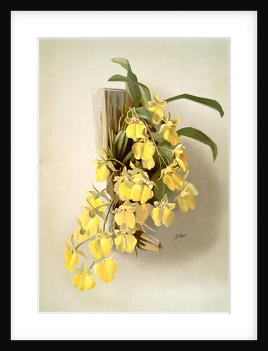 Onicidium concolor by F. Sander