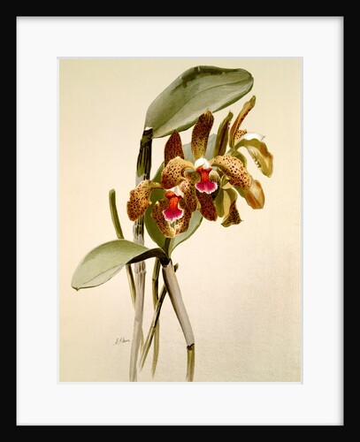 Cattleya granulosa var schofieldiana by F. Sander