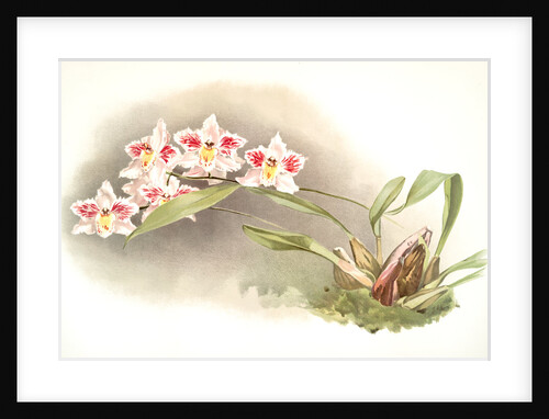 Odontoglossum crispum Kinlesideanum by F. Sander