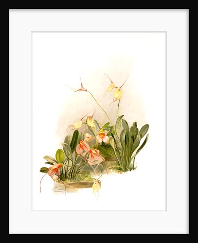 Hybrid masdevallias, courtauldiana, geleniana, measuresiana by F. Sander