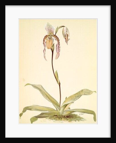 Cypripedium hybridum youngianum by F. Sander