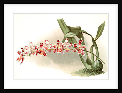 Odontoglossum (hybridum) leroyanum by F. Sander