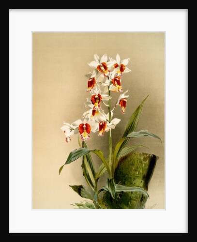 Phaius tuberculosus by F. Sander