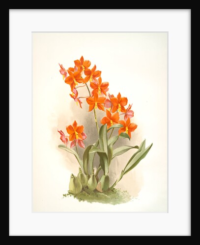 Epidendrum vitellinum by F. Sander