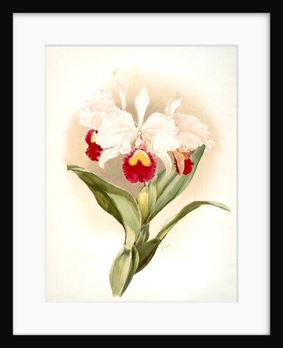 Cattleya trianaei schroederiana by F. Sander