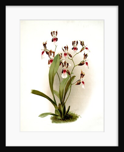 Odontoglossum schröderianum by F. Sander