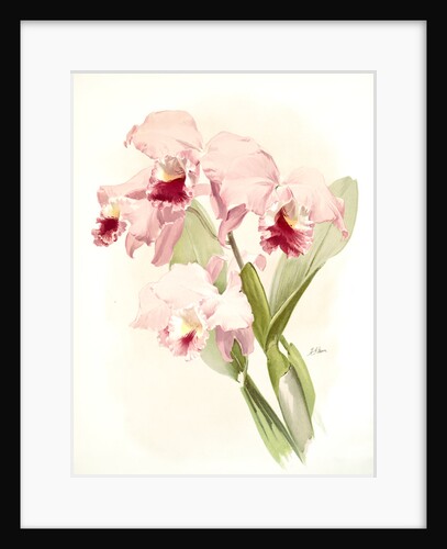 Cattleya labiata by F. Sander