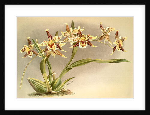 Odontoglossum Hallii xanthoglossum by F. Sander
