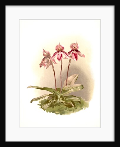 Cypripedium tautzianum by F. Sander